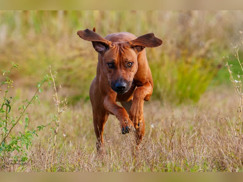 Outcrossverpaarung - Rhodesian Ridgeback Welpen aus liebevoller Familienaufzucht - Wurfankündigung