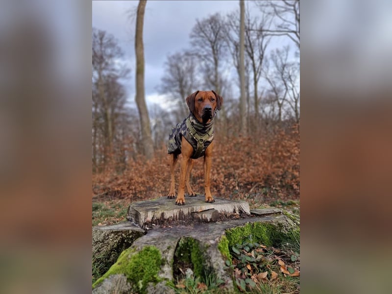 Outcrossverpaarung - Rhodesian Ridgeback Welpen aus liebevoller Familienaufzucht - Wurfankündigung