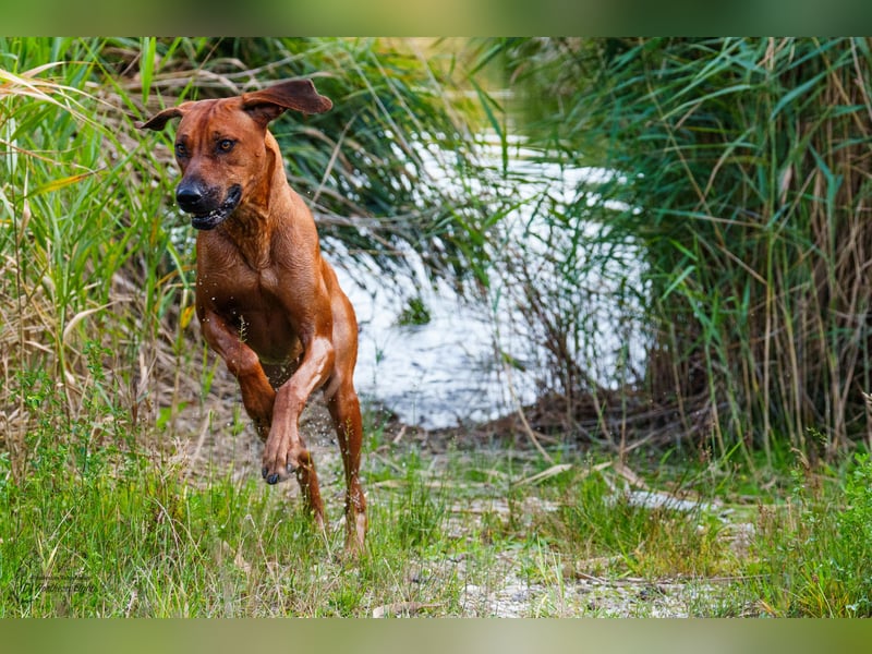 Outcrossverpaarung - Rhodesian Ridgeback Welpen aus liebevoller Familienaufzucht - Wurfankündigung