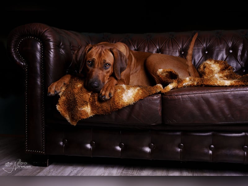 Outcrossverpaarung - Rhodesian Ridgeback Welpen aus liebevoller Familienaufzucht - Wurfankündigung