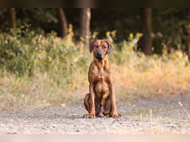 Outcrossverpaarung - Rhodesian Ridgeback Welpen aus liebevoller Familienaufzucht - Wurfankündigung