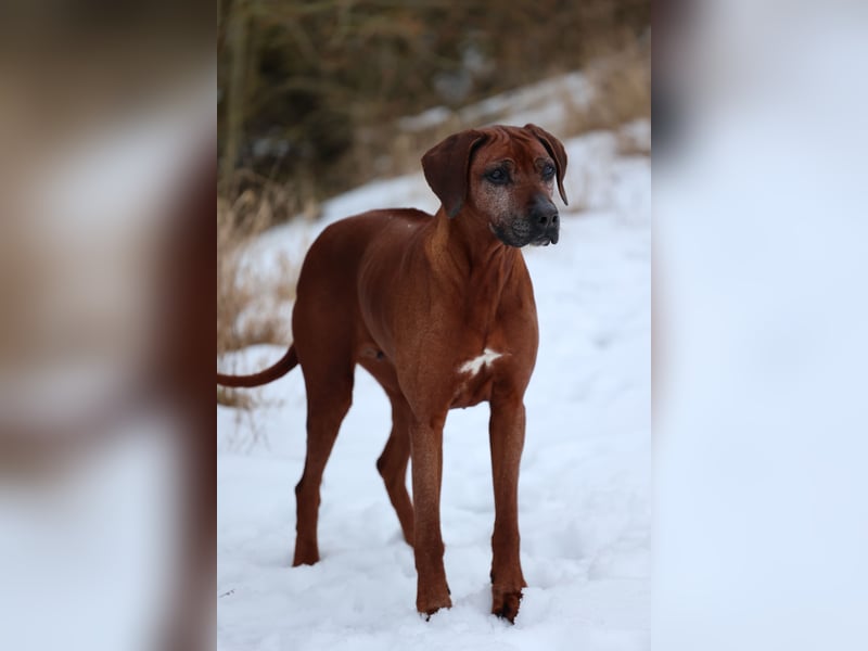 Rhodesian Ridgeback Hündin mit Allerbester Abstammung