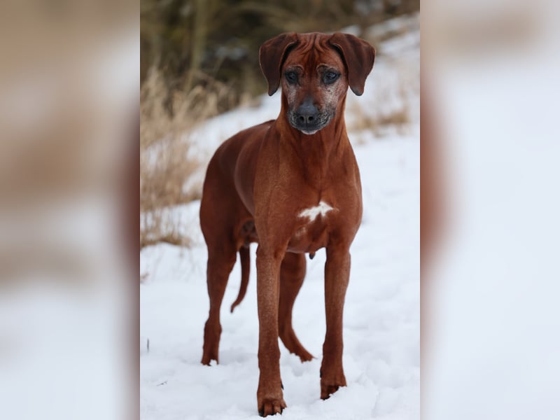 Rhodesian Ridgeback Hündin mit Allerbester Abstammung