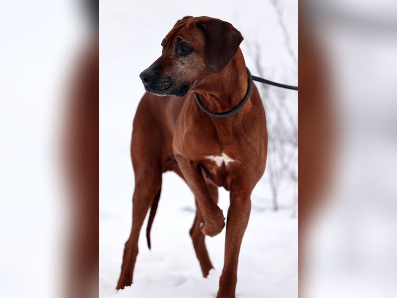 Rhodesian Ridgeback Hündin mit Allerbester Abstammung