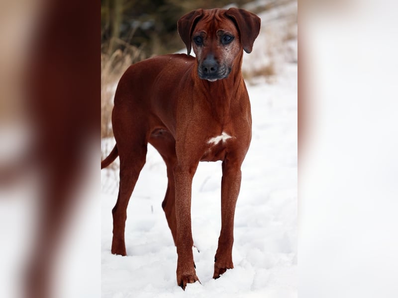 Rhodesian Ridgeback Hündin mit Allerbester Abstammung