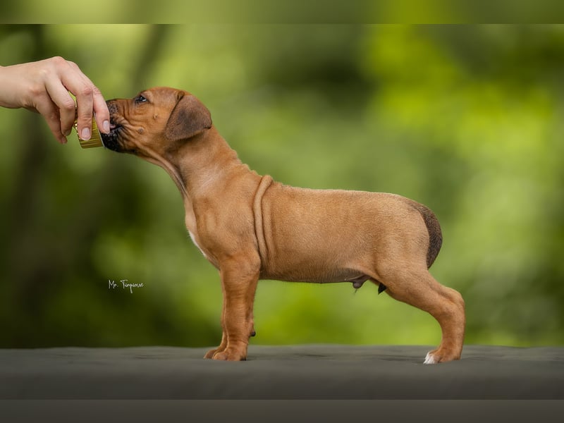 Rhodesian Ridgeback Welpen mit FCI-Ahnentafel