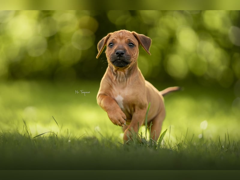 Rhodesian Ridgeback Welpen mit FCI-Ahnentafel