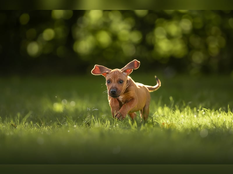 Rhodesian Ridgeback Welpen mit FCI-Ahnentafel