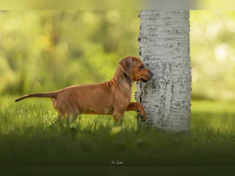 Rhodesian Ridgeback Welpen mit FCI-Ahnentafel