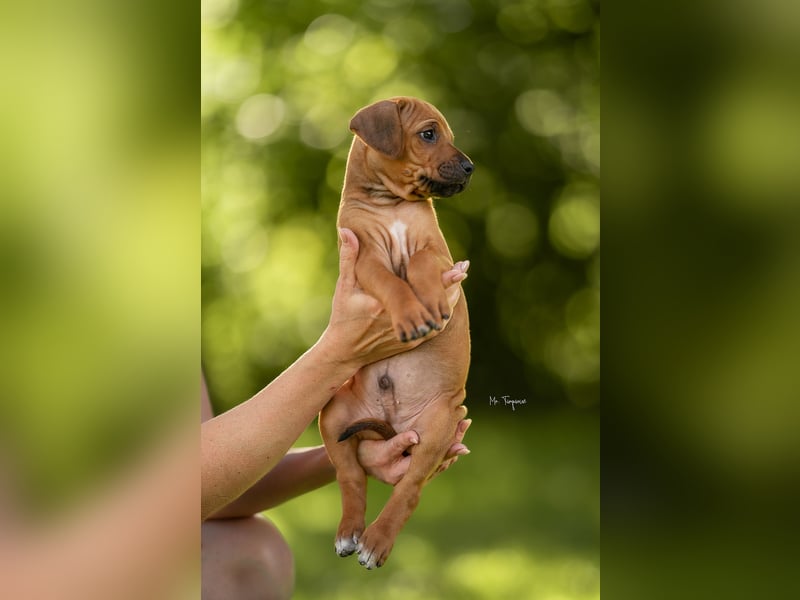 Rhodesian Ridgeback Welpen mit FCI-Ahnentafel