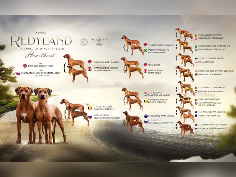 Rhodesian Ridgeback Welpen mit FCI-Ahnentafel