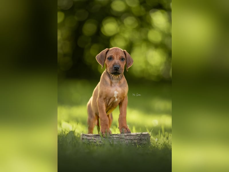 Rhodesian Ridgeback Welpen mit FCI-Ahnentafel
