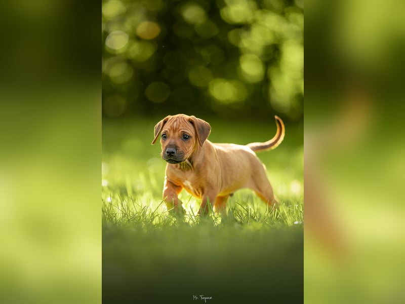 Rhodesian Ridgeback Welpen mit FCI-Ahnentafel