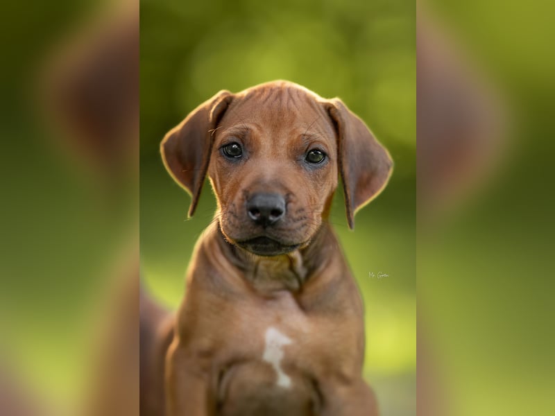 Rhodesian Ridgeback Welpen mit FCI-Ahnentafel