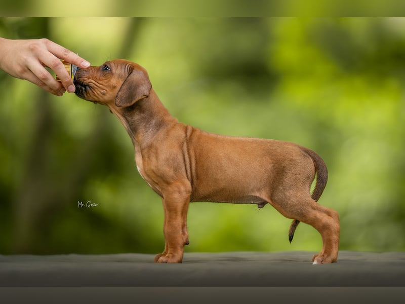 Rhodesian Ridgeback Welpen mit FCI-Ahnentafel