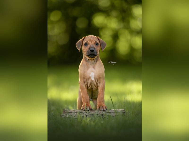 Rhodesian Ridgeback Welpen mit FCI-Ahnentafel