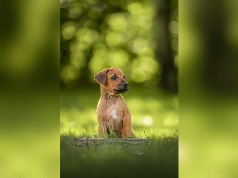 Rhodesian Ridgeback Welpen mit FCI-Ahnentafel