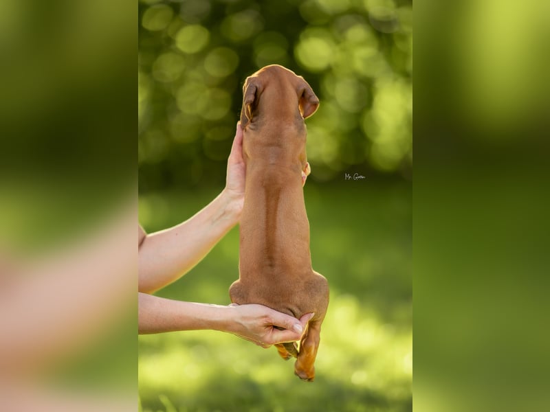 Rhodesian Ridgeback Welpen mit FCI-Ahnentafel