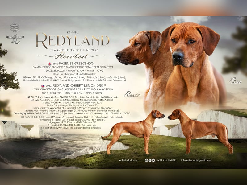 Rhodesian Ridgeback Welpen mit FCI-Ahnentafel
