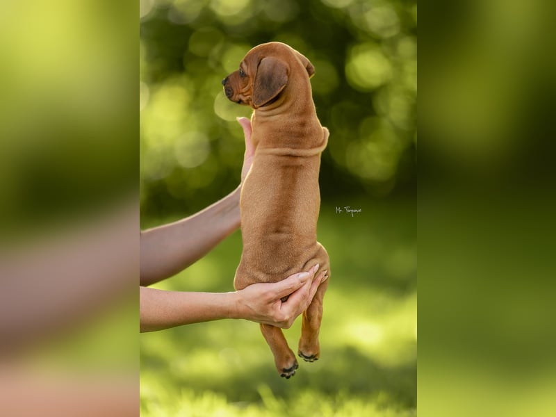 Rhodesian Ridgeback Welpen mit FCI-Ahnentafel