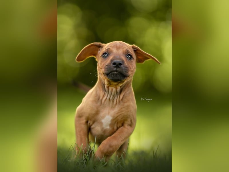 Rhodesian Ridgeback Welpen mit FCI-Ahnentafel