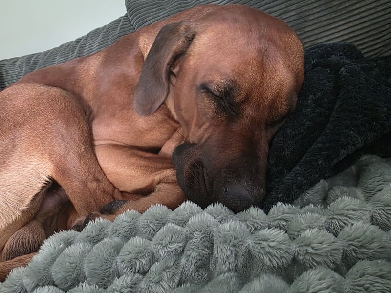 Rhodesian Ridgeback