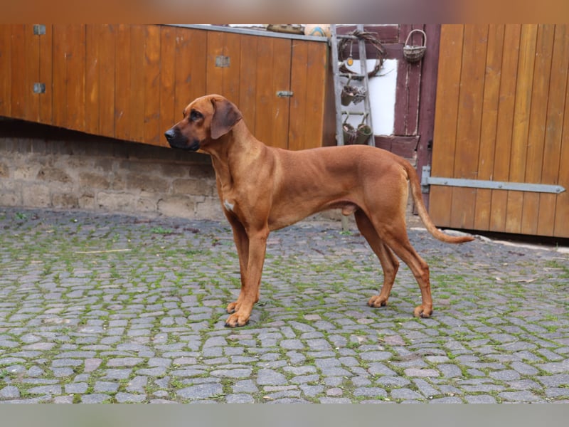 Rhodesian Ridgeback Rüde „Ibanero“ – 4 Jahre alt – ausstellungsbewährt – sucht ein liebevolles Zuhau