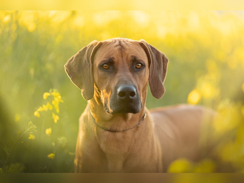 Rhodesian Ridgeback Rüde „Ibanero“ – 4 Jahre alt – ausstellungsbewährt – sucht ein liebevolles Zuhau