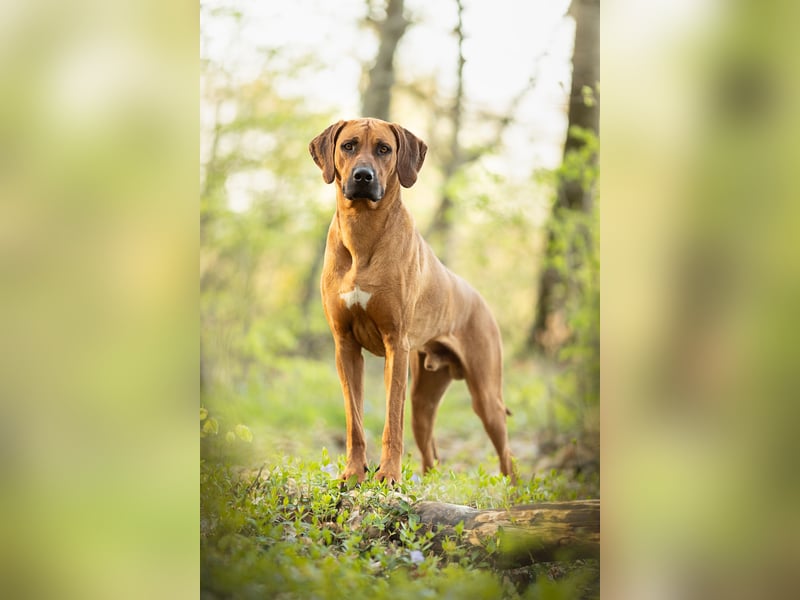 Rhodesian Ridgeback Rüde „Ibanero“ – 4 Jahre alt – ausstellungsbewährt – sucht ein liebevolles Zuhau