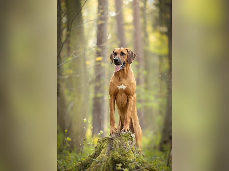 Rhodesian Ridgeback Rüde „Ibanero“ – 4 Jahre alt – ausstellungsbewährt – sucht ein liebevolles Zuhau