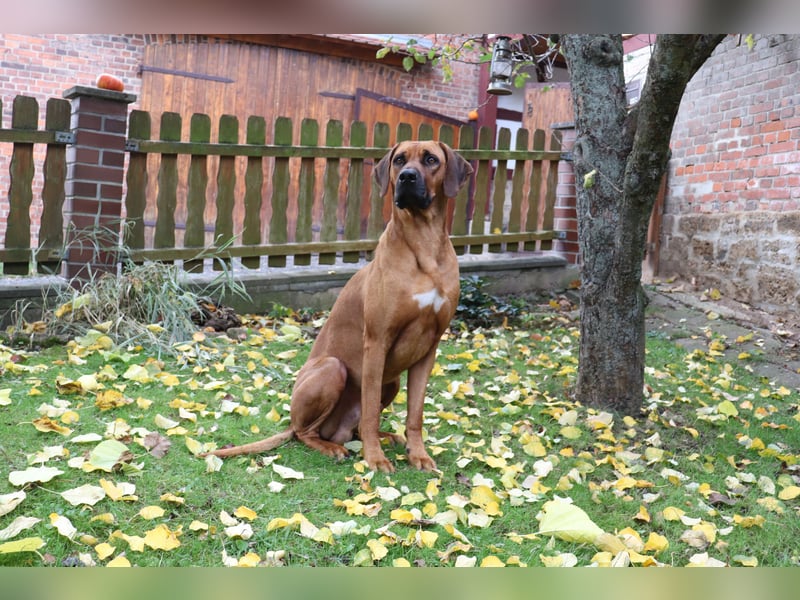 Rhodesian Ridgeback Rüde „Ibanero“ – 4 Jahre alt – ausstellungsbewährt – sucht ein liebevolles Zuhau