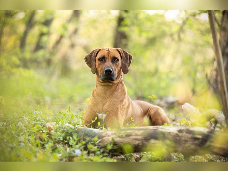 Rhodesian Ridgeback Rüde „Ibanero“ – 4 Jahre alt – ausstellungsbewährt – sucht ein liebevolles Zuhau