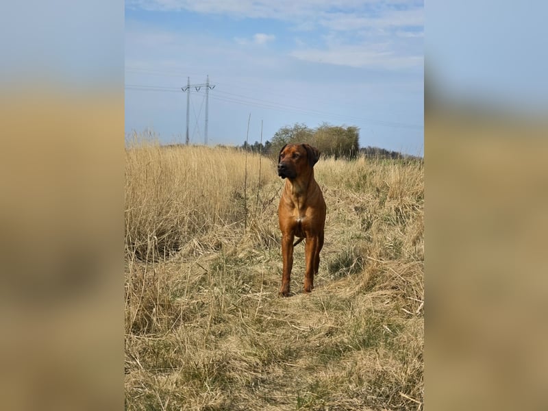 Rhodesian Ridgeback Rüde - Absolut verschmust und Lieb