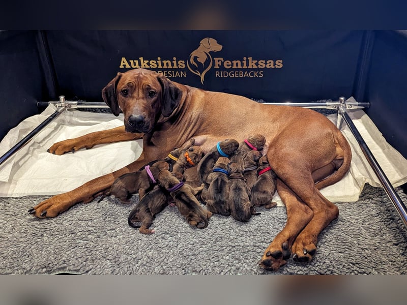 Rhodesian ridgeback puppies