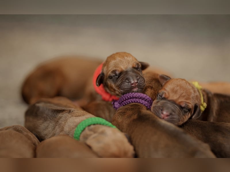 Rhodesian ridgeback puppies