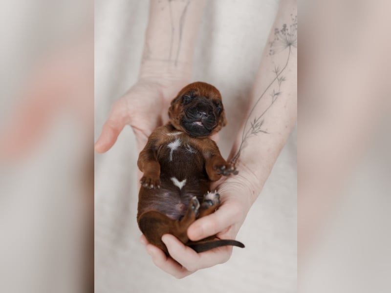 Rhodesian ridgeback puppies