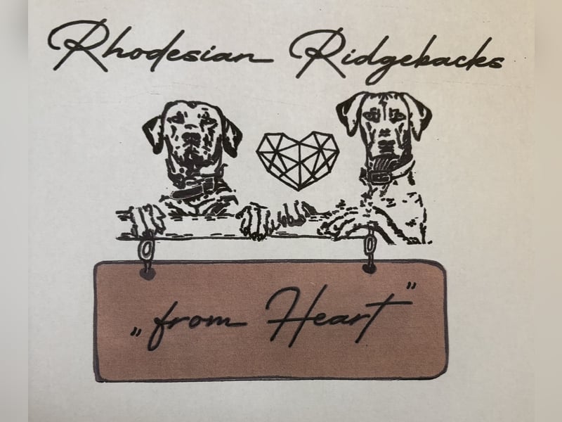 Rhodesian Ridgeback Welpen