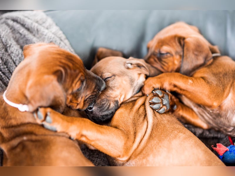 Rhodesian Ridgeback Welpen
