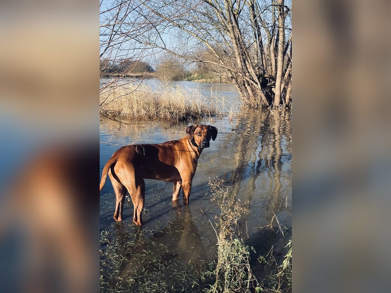 Rhodesian Ridgeback Baxter 4 Jahre