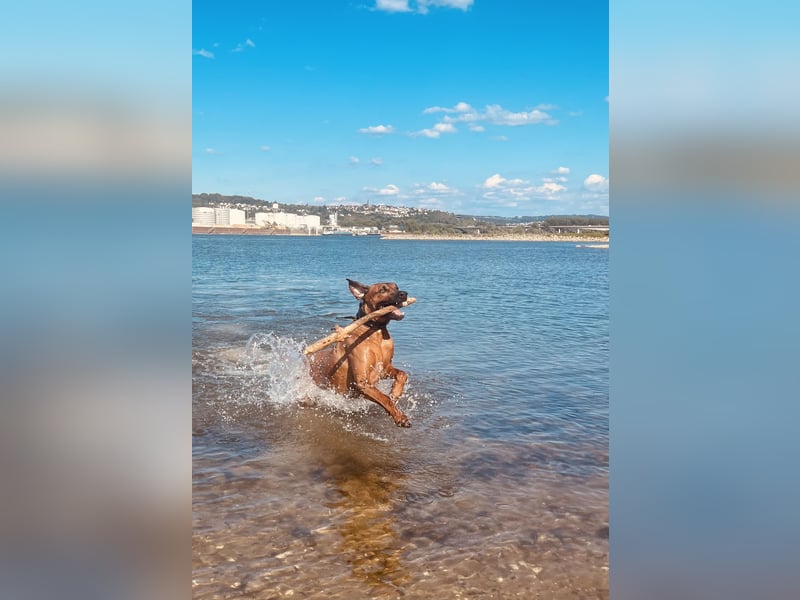 Rhodesian Ridgeback Baxter 4 Jahre