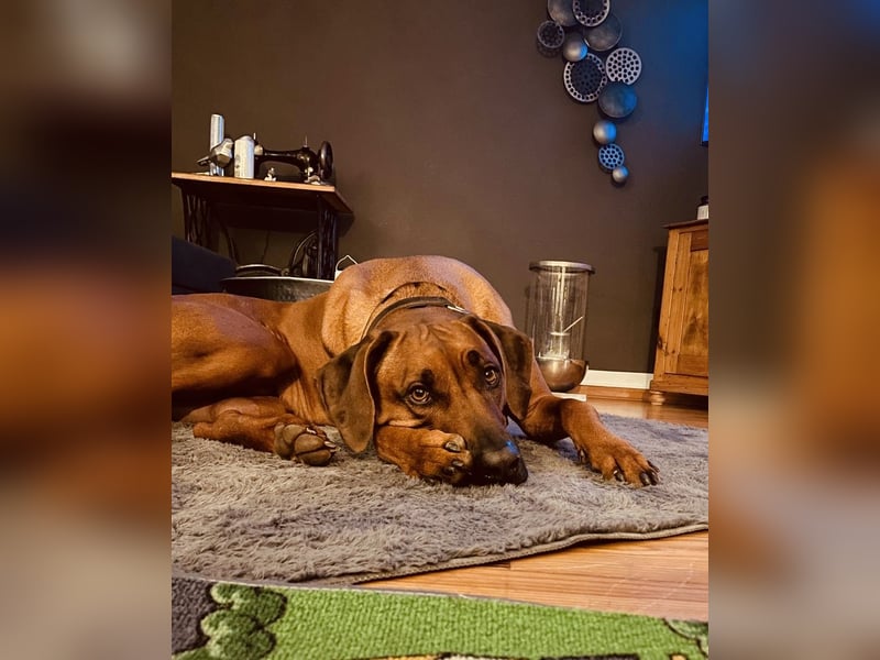 Rhodesian Ridgeback Baxter 4 Jahre