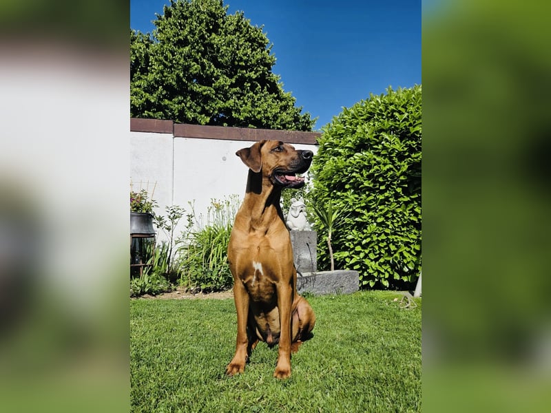 Rhodesian Ridgeback Baxter 4 Jahre