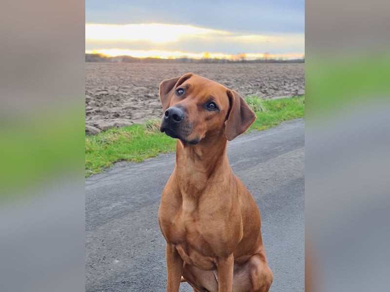 Rhodesian Ridgeback Welpen Abgabe Sommer 2026!