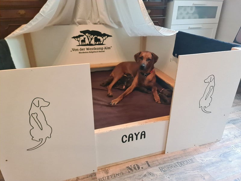 Rhodesian Ridgeback Welpen Abgabe Sommer 2026!