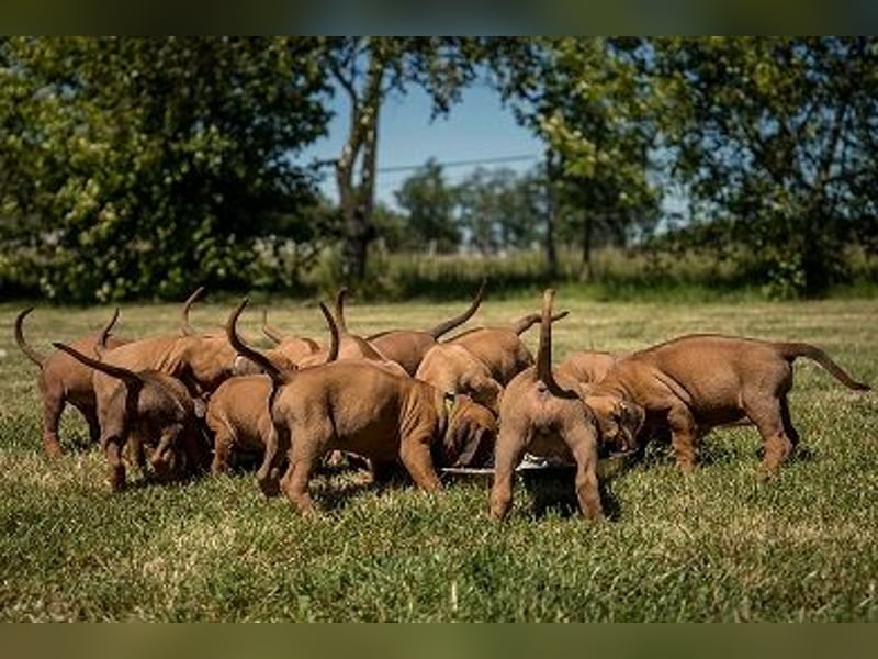 Rhodesian Ridgeback Welpen Abgabe Sommer 2026!