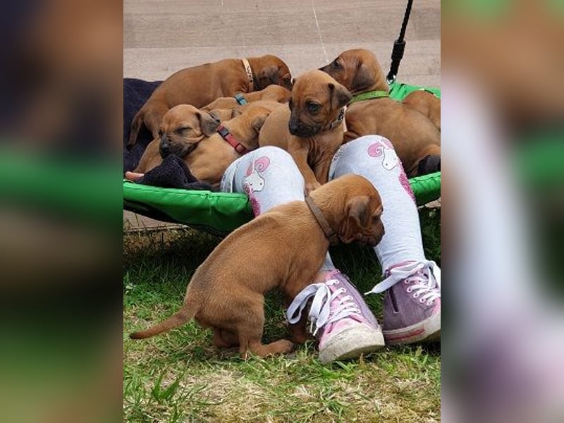 Rhodesian Ridgeback Welpen Abgabe Sommer 2026!