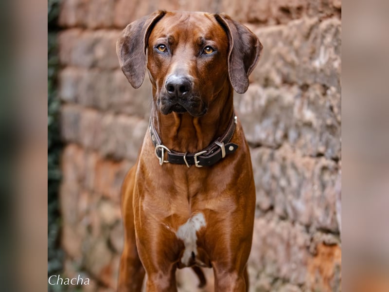 Rhodesian Ridgeback Welpen Abgabe Sommer 2026!
