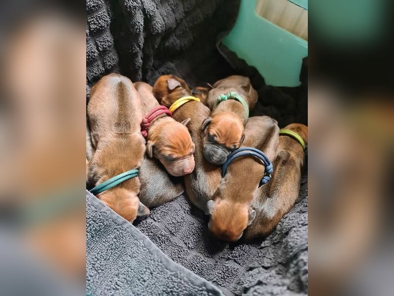 Rhodesian Ridgeback Welpen Abgabe Sommer 2026!