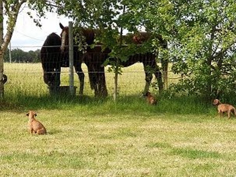 Rhodesian Ridgeback Welpen Abgabe Sommer 2026!