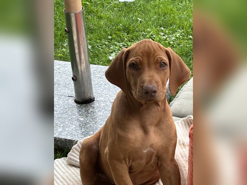 Rhodesian Ridgeback Welpen